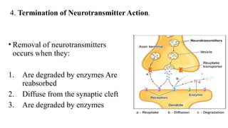 Neurohumoral transmission in cental nervus system.pptx