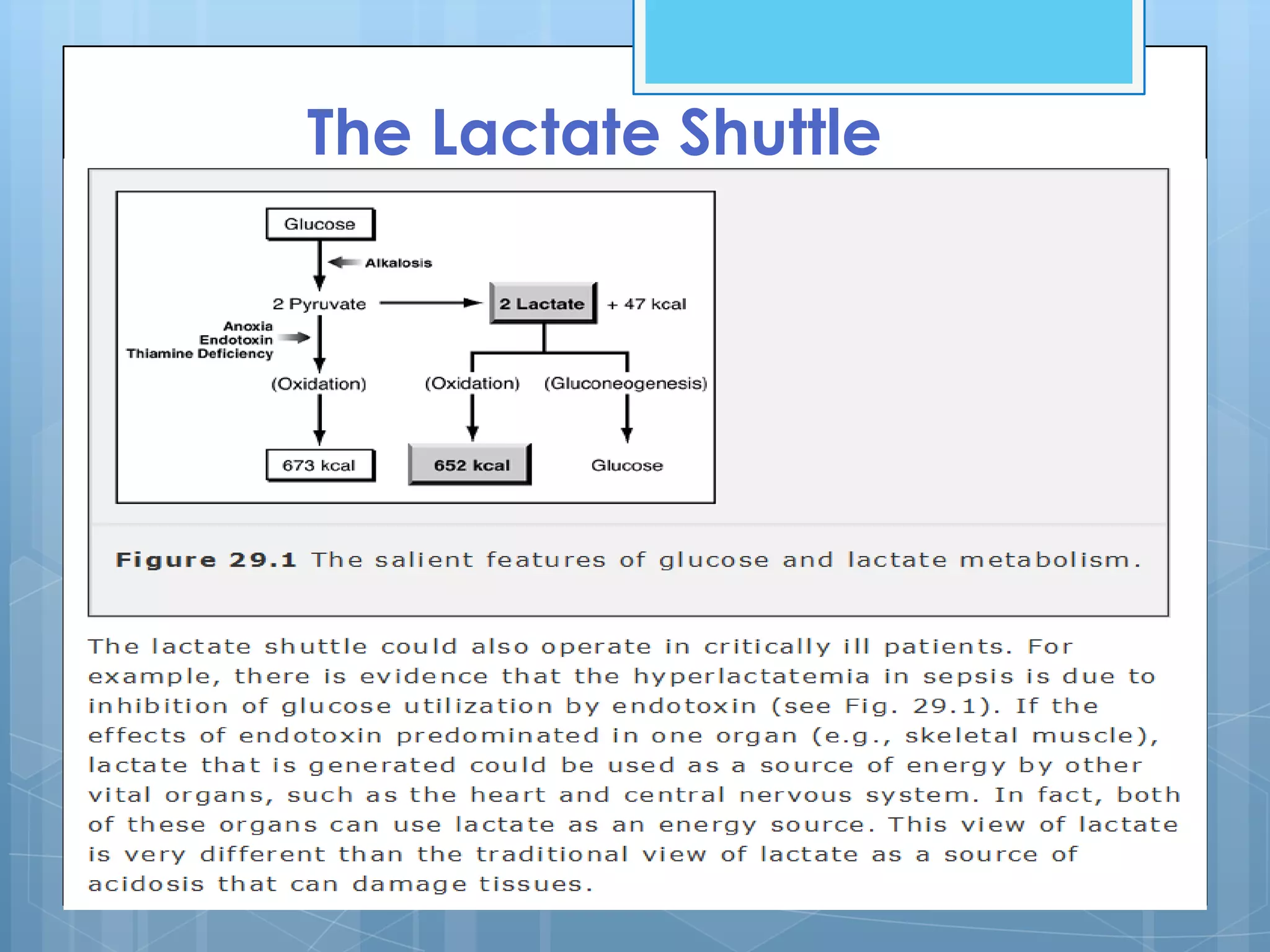 The Lactate Shuttle
 