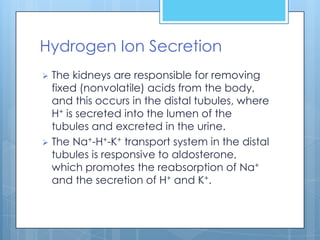 Hydrogen Ion Secretion
 The kidneys are responsible for removing
  fixed (nonvolatile) acids from the body,
  and this occurs in the distal tubules, where
  H+ is secreted into the lumen of the
  tubules and excreted in the urine.
 The Na+-H+-K+ transport system in the distal
  tubules is responsive to aldosterone,
  which promotes the reabsorption of Na+
  and the secretion of H+ and K+.
 