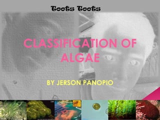 CLASSIFICATION OF ALGAE BY JERSON PANOPIO 