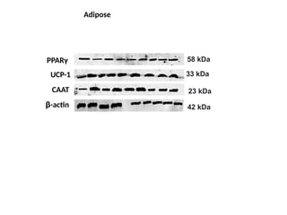 FINAL PPT-Western blot.PPTXXXXXXXXXXXXXXX | PPTX