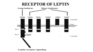 Role of leptin in reproduction in animals | PPTX