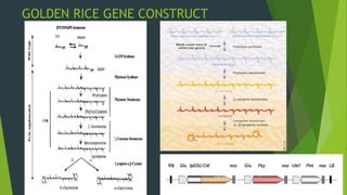Golden Rice Construct BIOETHICS, a bridge between the facts and moral behaviour. | PPTX