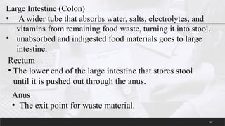 Indigested DIgestive system parts and function PPT. | PPTX