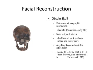 Facial Reconstruction
• Obtain Skull
• Determine demographic
information
– (female, Caucasian, early 40s)
• Note unique features
– (had lost all back teeth on
upper and lower jaw)
• Anything known about this
individual?
– (came to U.S. by boat in 1710
from Europe, died and buried
in NY around 1733)
 
