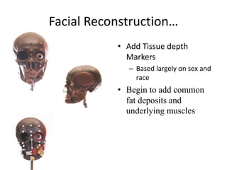 Facial Reconstruction…
• Add Tissue depth
Markers
– Based largely on sex and
race
• Begin to add common
fat deposits and
underlying muscles
 