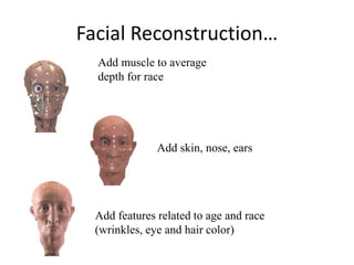 Add muscle to average
depth for race
Add skin, nose, ears
Add features related to age and race
(wrinkles, eye and hair color)
Facial Reconstruction…
 