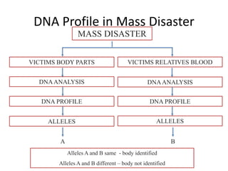 MASS DISASTER
VICTIMS BODY PARTS VICTIMS RELATIVES BLOOD
DNAANALYSIS DNAANALYSIS
DNA PROFILE DNA PROFILE
ALLELES ALLELES
BA
Alleles A and B same - body identified
Alleles A and B different – body not identified
DNA Profile in Mass Disaster
 