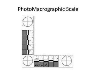PhotoMacrographic Scale
 