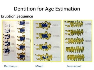 Dentition for Age Estimation
Eruption Sequence
Deciduous Mixed Permanent
 