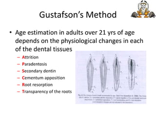Gustafson’s Method
• Age estimation in adults over 21 yrs of age
depends on the physiological changes in each
of the dental tissues
– Attrition
– Paradentosis
– Secondary dentin
– Cementum apposition
– Root resorption
– Transparency of the roots
 