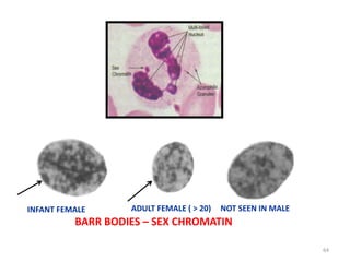 64
BARR BODIES – SEX CHROMATIN
INFANT FEMALE ADULT FEMALE ( > 20) NOT SEEN IN MALE
 
