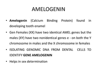 AMELOGENIN
• Amelogenin (Calcium Binding Protein) found in
developing tooth enamel
• Gen Females (XX) have two identical AMEL genes but the
males (XY) have two nonidentical genes e - on both the Y
chromosome in males and the X chromosome in females
• ISOLATING GENOMIC DNA FROM DENTAL CELLS TO
IDENTIFY GENE AMELOGENIN
• Helps in sex determination
 