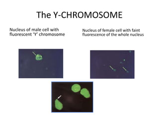 The Y-CHROMOSOME
Nucleus of male cell with
fluorescent ‘Y’ chromosome
Nucleus of female cell with faint
fluorescence of the whole nucleus
 