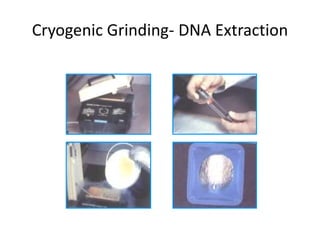 Cryogenic Grinding- DNA Extraction
 