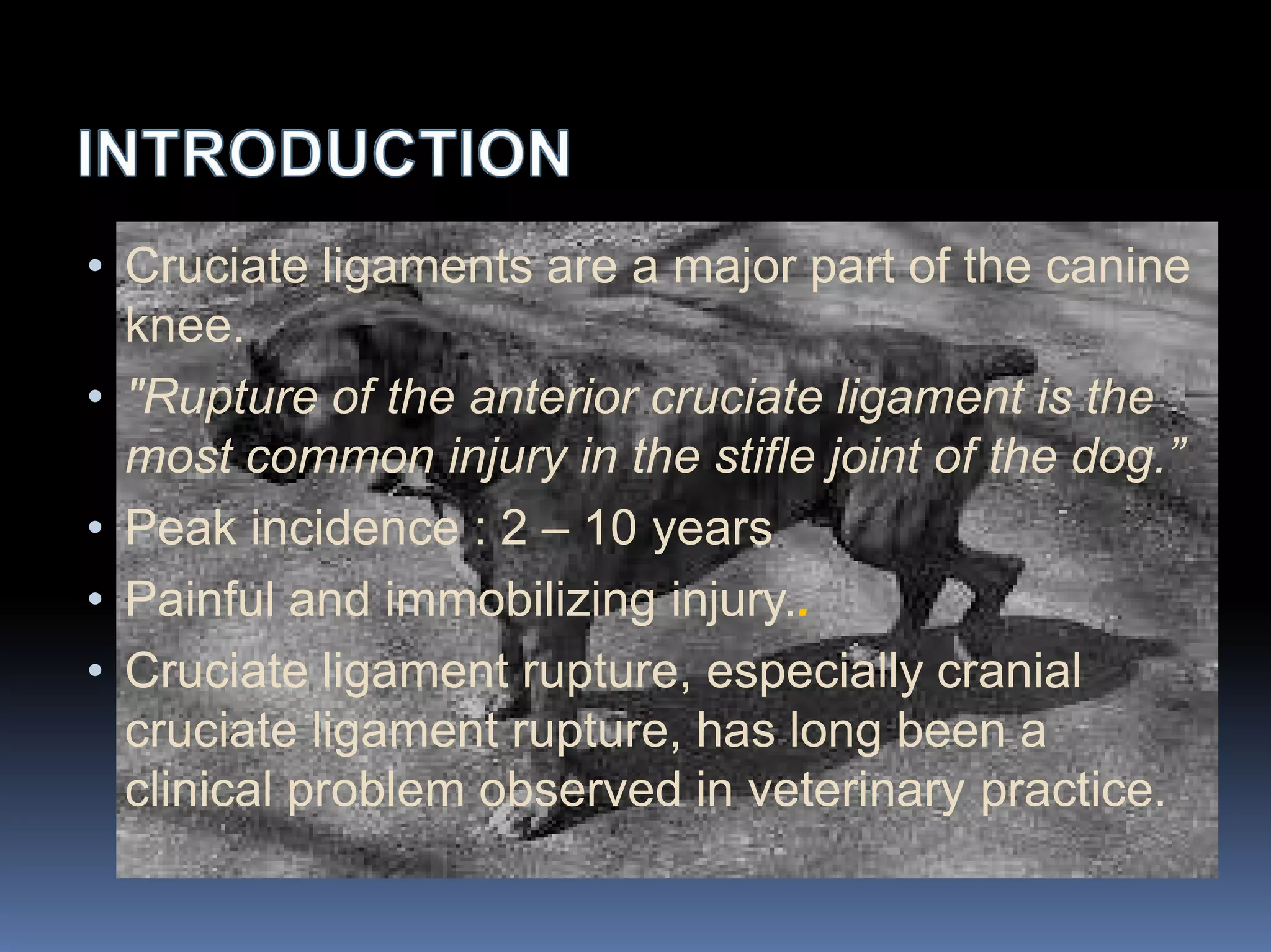 Management of cruciate ligaments in dogs.pdf