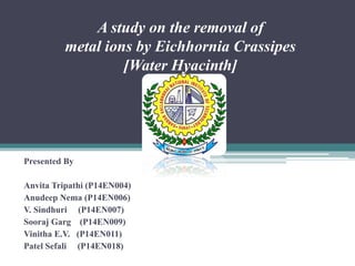 A study on the removal of
metal ions by Eichhornia Crassipes
[Water Hyacinth]
Presented By
Anvita Tripathi (P14EN004)
Anudeep Nema (P14EN006)
V. Sindhuri (P14EN007)
Sooraj Garg (P14EN009)
Vinitha E.V. (P14EN011)
Patel Sefali (P14EN018)
 
