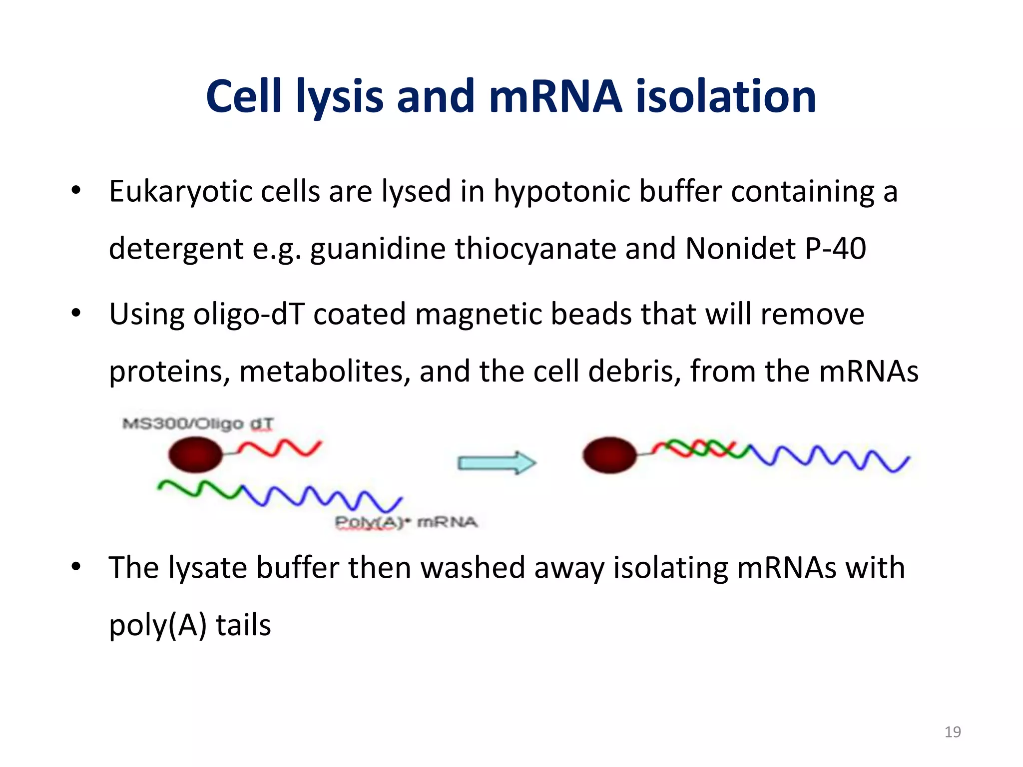 Cell lysis and mRNA isolation
• Eukaryotic cells are lysed in hypotonic buffer containing a
detergent e.g. guanidine thiocyanate and Nonidet P-40
• Using oligo-dT coated magnetic beads that will remove
proteins, metabolites, and the cell debris, from the mRNAs
• The lysate buffer then washed away isolating mRNAs with
poly(A) tails
19
 