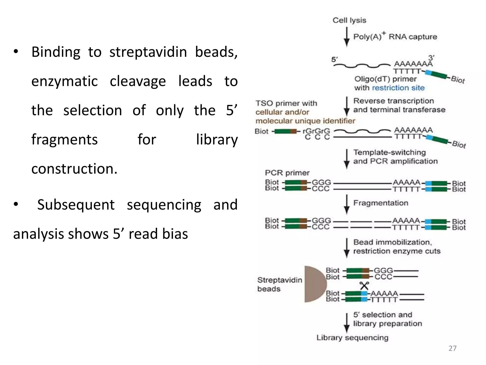 • Binding to streptavidin beads,
enzymatic cleavage leads to
the selection of only the 5’
fragments for library
construction.
• Subsequent sequencing and
analysis shows 5’ read bias
27
 