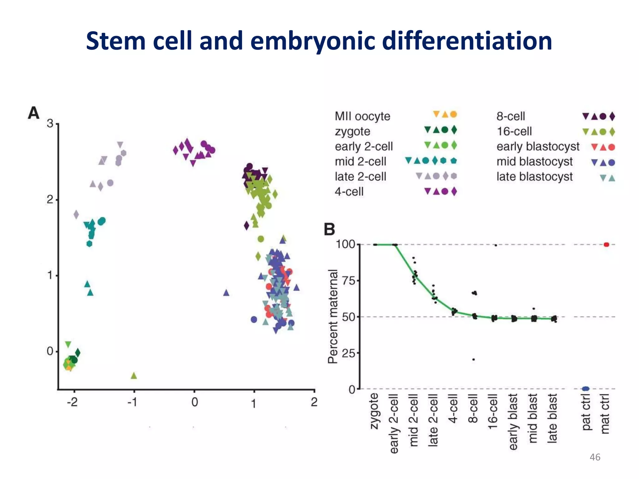 Stem cell and embryonic differentiation
46
 