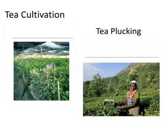 1983James Finlay sold its shares of Tata Finlay to the Tata Family,& allowed the creation of Company –TATA TEA LTD.