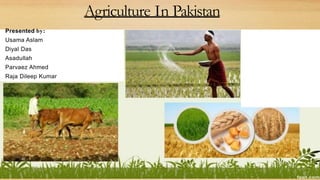 Agriculture In Pakistan
Presented by:
Usama Aslam
Diyal Das
Asadullah
Parvaez Ahmed
Raja Dileep Kumar
 