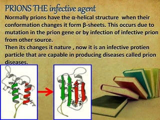 PRIONS THE infective agent
Normally prions have the α-helical structure when their
conformation changes it form β-sheets. This occurs due to
mutation in the prion gene or by infection of infective prion
from other source.
Then its changes it nature , now it is an infective protien
particle that are capable in producing diseases called prion
diseases.
 