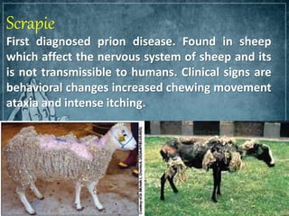 Scrapie
First diagnosed prion disease. Found in sheep
which affect the nervous system of sheep and its
is not transmissible to humans. Clinical signs are
behavioral changes increased chewing movement
ataxia and intense itching.
 