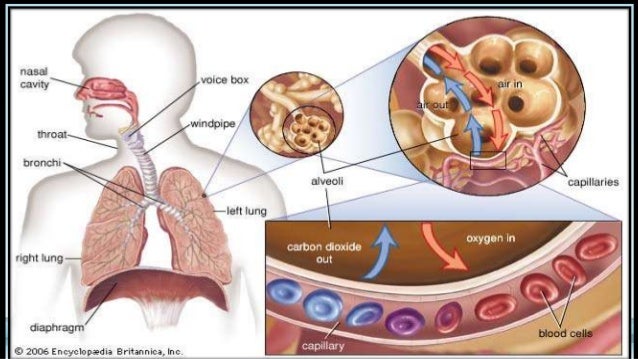 Respiratory physiology &amp; Respiratory Distress syndrome in