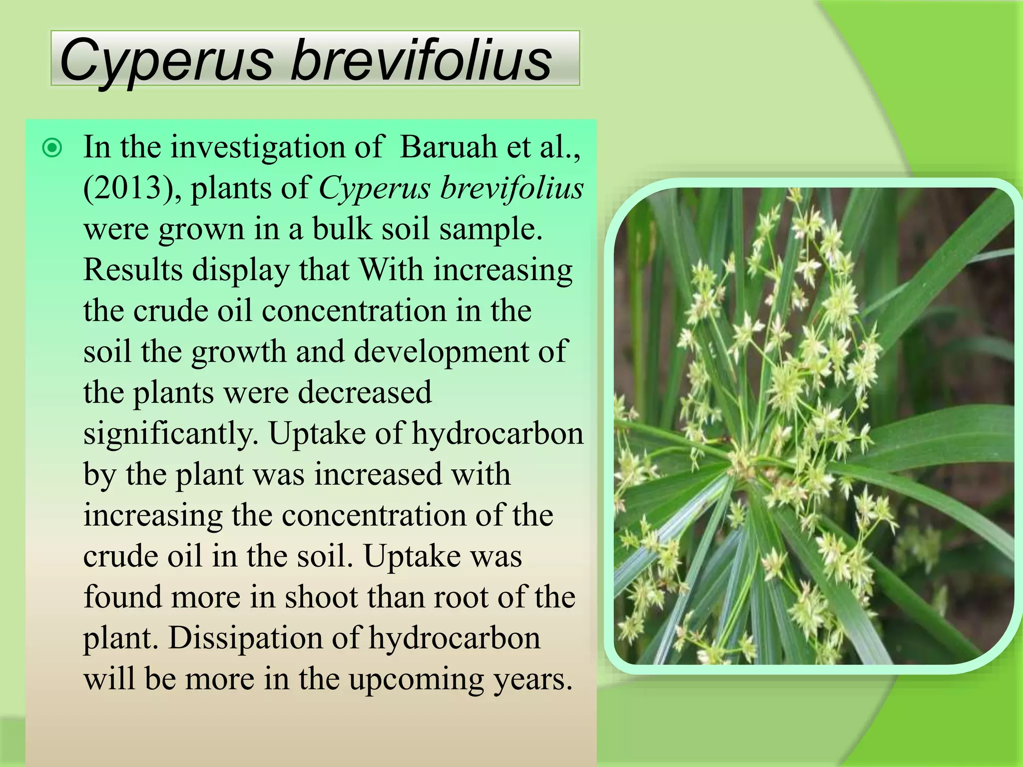 Cyperus brevifolius
 In the investigation of Baruah et al.,
(2013), plants of Cyperus brevifolius
were grown in a bulk soil sample.
Results display that With increasing
the crude oil concentration in the
soil the growth and development of
the plants were decreased
significantly. Uptake of hydrocarbon
by the plant was increased with
increasing the concentration of the
crude oil in the soil. Uptake was
found more in shoot than root of the
plant. Dissipation of hydrocarbon
will be more in the upcoming years.
 