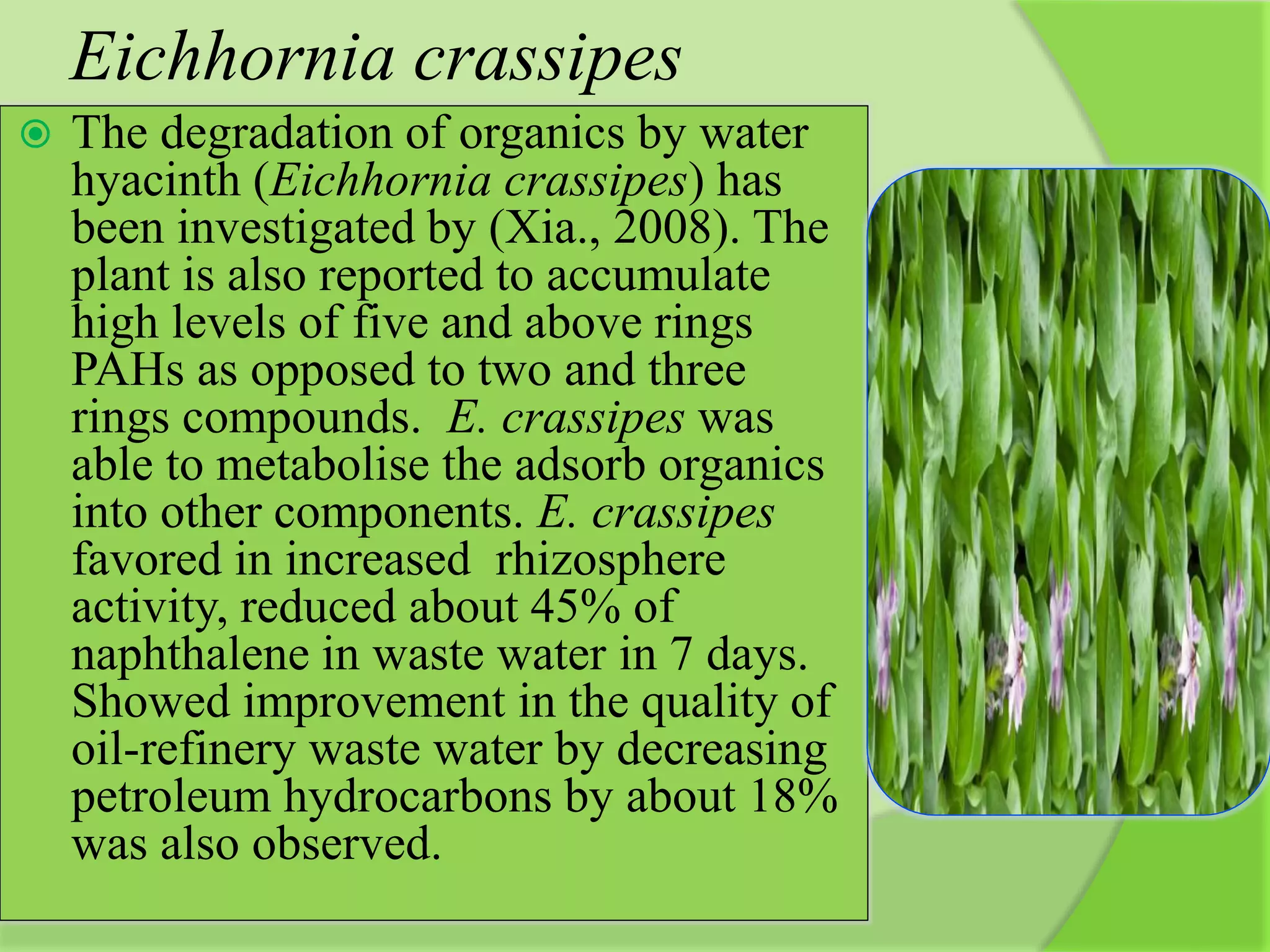 Eichhornia crassipes
 The degradation of organics by water
hyacinth (Eichhornia crassipes) has
been investigated by (Xia., 2008). The
plant is also reported to accumulate
high levels of five and above rings
PAHs as opposed to two and three
rings compounds. E. crassipes was
able to metabolise the adsorb organics
into other components. E. crassipes
favored in increased rhizosphere
activity, reduced about 45% of
naphthalene in waste water in 7 days.
Showed improvement in the quality of
oil-refinery waste water by decreasing
petroleum hydrocarbons by about 18%
was also observed.
 