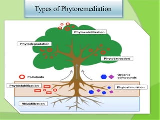 Types of Phytoremediation
 