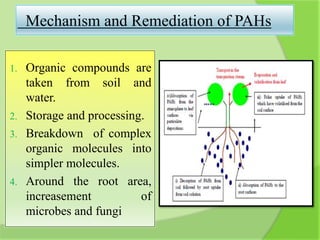 Mechanism and Remediation of PAHs
1. Organic compounds are
taken from soil and
water.
2. Storage and processing.
3. Breakdown of complex
organic molecules into
simpler molecules.
4. Around the root area,
increasement of
microbes and fungi
 