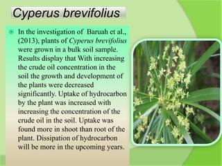 Cyperus brevifolius
 In the investigation of Baruah et al.,
(2013), plants of Cyperus brevifolius
were grown in a bulk soil sample.
Results display that With increasing
the crude oil concentration in the
soil the growth and development of
the plants were decreased
significantly. Uptake of hydrocarbon
by the plant was increased with
increasing the concentration of the
crude oil in the soil. Uptake was
found more in shoot than root of the
plant. Dissipation of hydrocarbon
will be more in the upcoming years.
 
