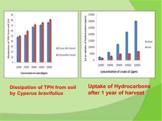 Dissipation of TPH from soil
by Cyperus bravifolius
Uptake of Hydrocarbons
after 1 year of harvest
 