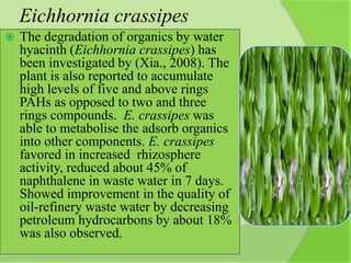 Eichhornia crassipes
 The degradation of organics by water
hyacinth (Eichhornia crassipes) has
been investigated by (Xia., 2008). The
plant is also reported to accumulate
high levels of five and above rings
PAHs as opposed to two and three
rings compounds. E. crassipes was
able to metabolise the adsorb organics
into other components. E. crassipes
favored in increased rhizosphere
activity, reduced about 45% of
naphthalene in waste water in 7 days.
Showed improvement in the quality of
oil-refinery waste water by decreasing
petroleum hydrocarbons by about 18%
was also observed.
 