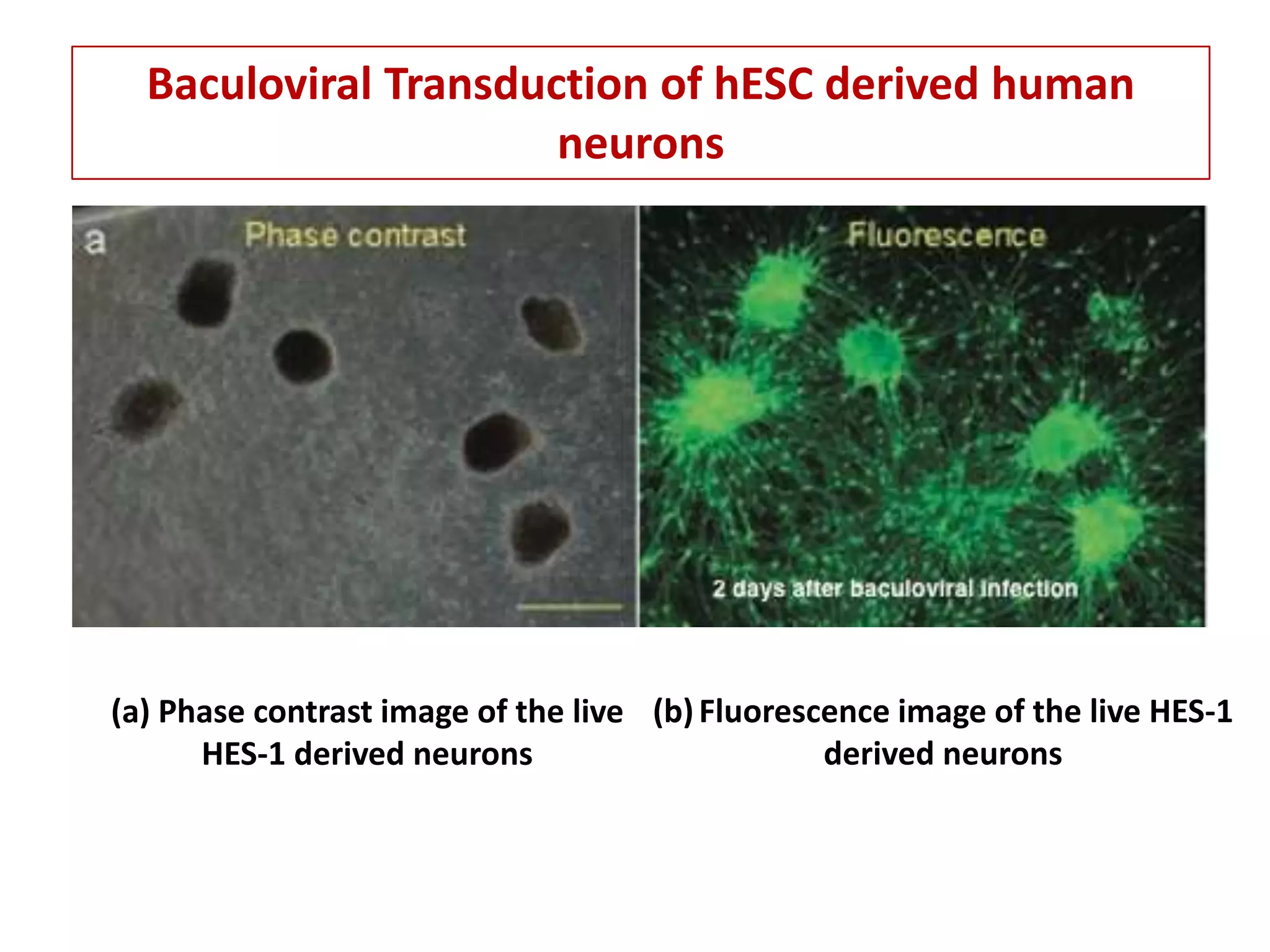 Final+ppt+viral+vectors+ | PPTX