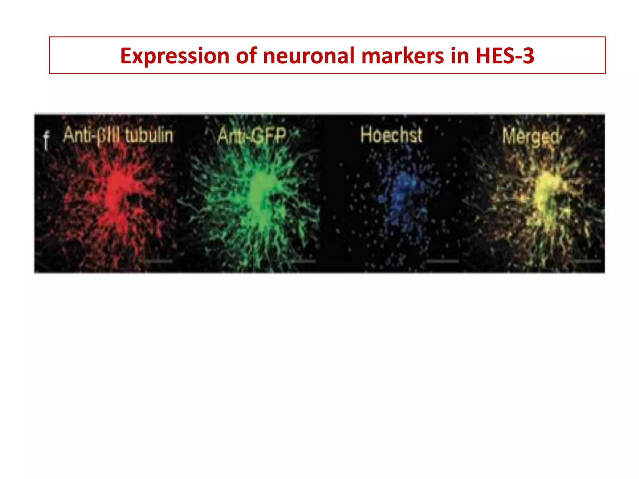 Final+ppt+viral+vectors+ | PPTX