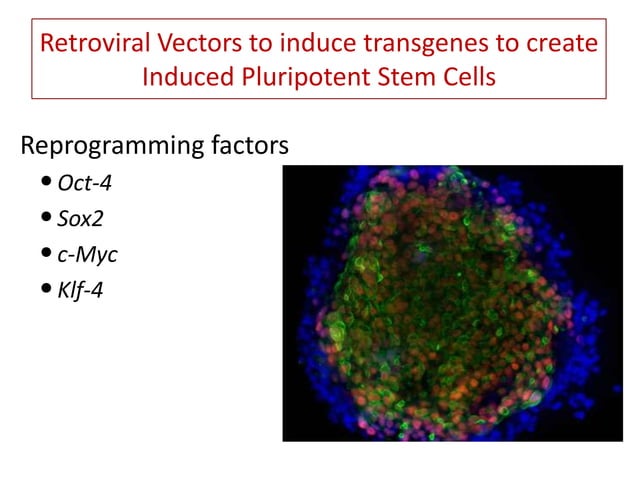 Final+ppt+viral+vectors+ | PPTX