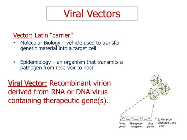 Final+ppt+viral+vectors+ | PPTX