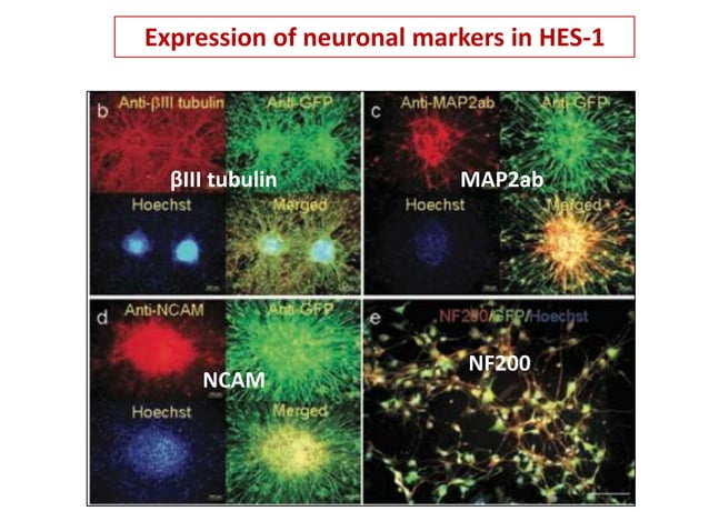 Final+ppt+viral+vectors+ | PPTX
