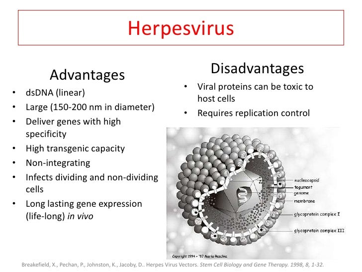 Final+ppt+viral+vectors+