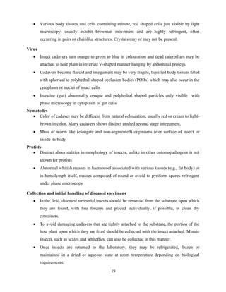 19
• Various body tissues and cells containing minute, rod shaped cells just visible by light
microscopy, usually exhibit brownian movement and are highly refringent, often
occurring in pairs or chainlike structures. Crystals may or may not be present.
Virus
• Insect cadavers turn orange to green to blue in colouration and dead caterpillars may be
attached to host plant in inverted V-shaped manner hanging by abdominal prolegs.
• Cadavers become ﬂaccid and integument may be very fragile, liquified body tissues ﬁlled
with spherical to polyhedral-shaped occlusion bodies (POBs) which may also occur in the
cytoplasm or nuclei of intact cells
• Intestine (gut) abnormally opaque and polyhedral shaped particles only visible with
phase microscopy in cytoplasm of gut cells
Nematodes
• Color of cadaver may be different from natural colouration, usually red or cream to light-
brown in color. Many cadavers shows distinct unshed second stage integument.
• Mass of worm like (elongate and non-segmented) organisms over surface of insect or
inside its body
Protists
• Distinct abnormalities in morphology of insects, unlike in other entomopathogens is not
shown for protists
• Abnormal whitish masses in haemocoel associated with various tissues (e.g., fat body) or
in hemolymph itself, masses composed of round or ovoid to pyriform spores refringent
under phase microscopy
Collection and initial handling of diseased specimens
• In the ﬁeld, diseased terrestrial insects should be removed from the substrate upon which
they are found, with ﬁne forceps and placed individually, if possible, in clean dry
containers.
• To avoid damaging cadavers that are tightly attached to the substrate, the portion of the
host plant upon which they are ﬁxed should be collected with the insect attached. Minute
insects, such as scales and whiteﬂies, can also be collected in this manner.
• Once insects are returned to the laboratory, they may be refrigerated, frozen or
maintained in a dried or aqueous state at room temperature depending on biological
requirements.
 