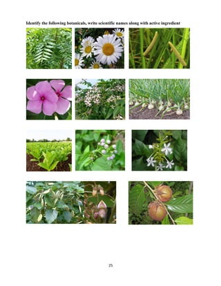 25
Identify the following botanicals, write scientific names along with active ingredient
 