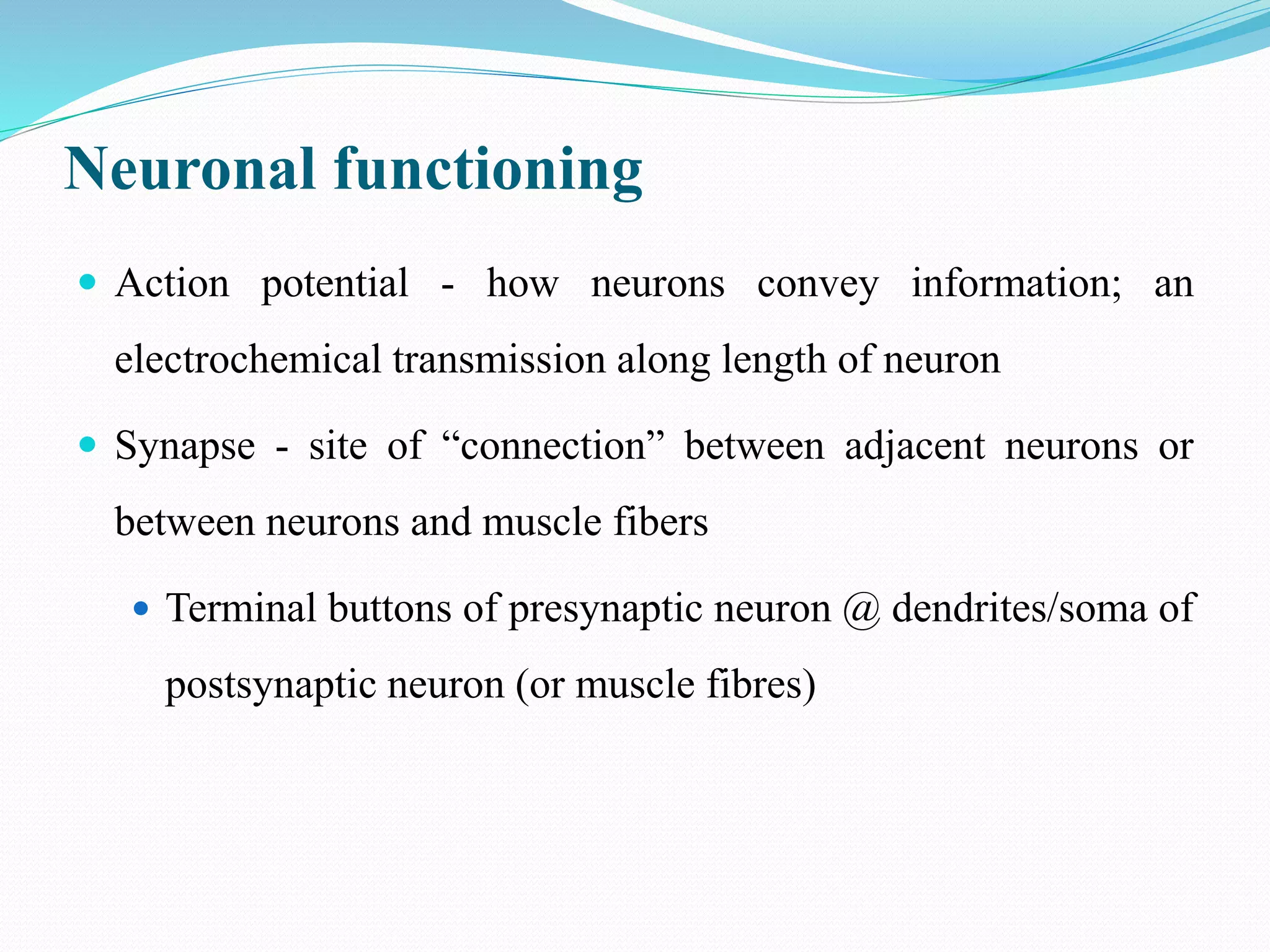 Neuronal functioning
 Action potential - how neurons convey information; an
electrochemical transmission along length of neuron
 Synapse - site of “connection” between adjacent neurons or
between neurons and muscle fibers
 Terminal buttons of presynaptic neuron @ dendrites/soma of
postsynaptic neuron (or muscle fibres)
 
