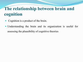 The relationship between brain and
cognition
 Cognition is a product of the brain.
 Understanding the brain and its organization is useful for
assessing the plausibility of cognitive theories
 