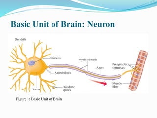 Basic Unit of Brain: Neuron
Figure 1: Basic Unit of Brain
 