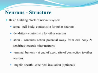 Neurons - Structure
 Basic building block of nervous system
 soma - cell body; contact site for other neurons
 dendrites - contact site for other neurons
 axon - conducts action potential away from cell body &
dendrites towards other neurons
 terminal buttons - at end of axon; site of connection to other
neurons
 myelin sheath - electrical insulation (optional)
 