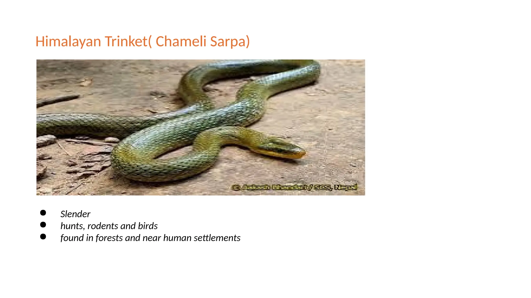 Himalayan Trinket( Chameli Sarpa)
● Slender
● hunts, rodents and birds
● found in forests and near human settlements
 