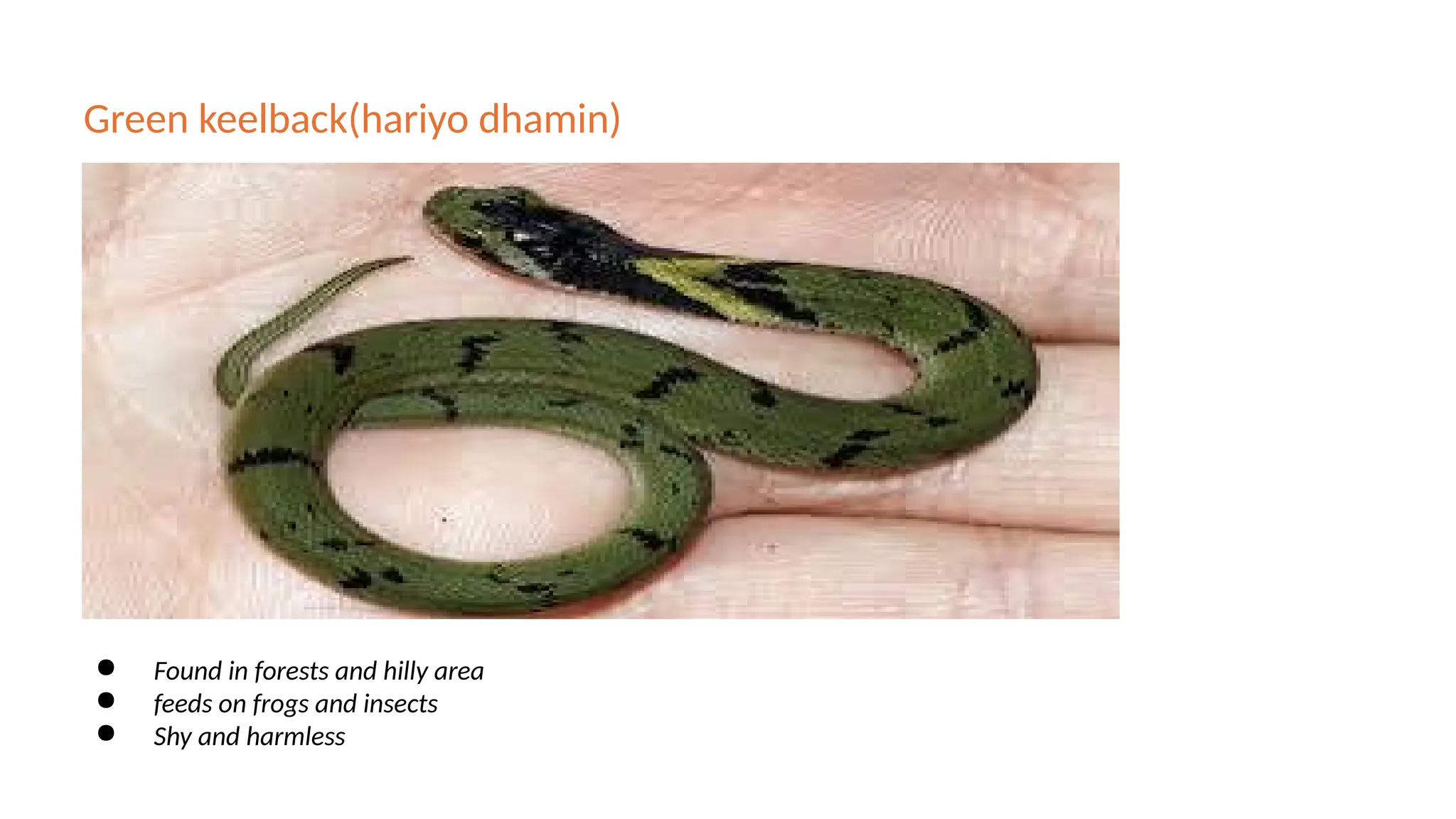 Green keelback(hariyo dhamin)
● Found in forests and hilly area
● feeds on frogs and insects
● Shy and harmless
 